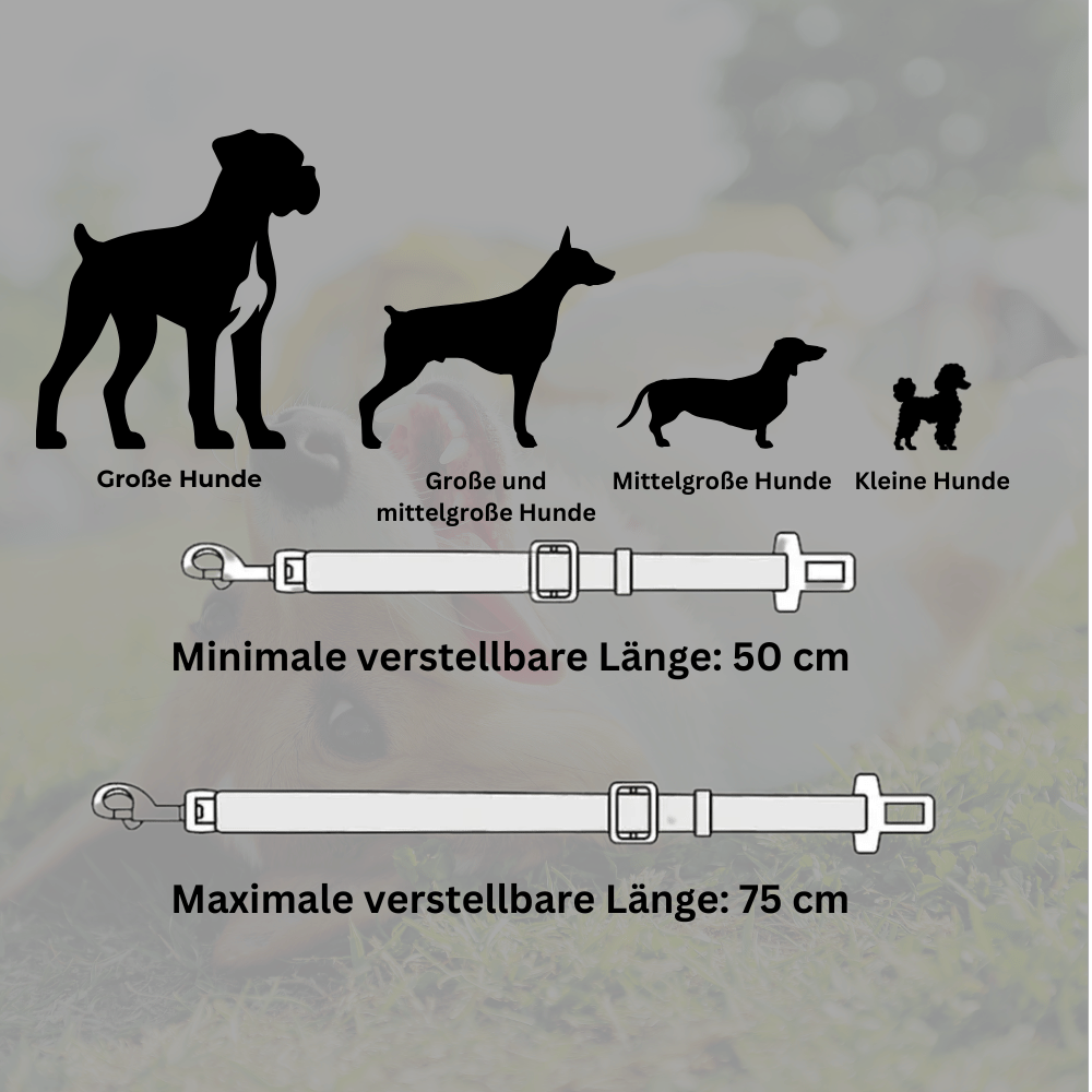 SafeDog